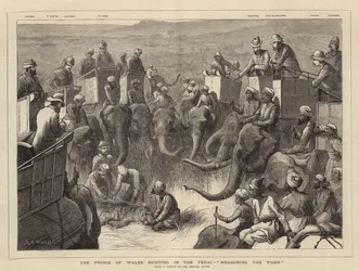 The Prince of Wales hunting in the Terai, Measuring the Tiger